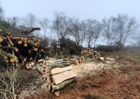 Valoriser le bois coupé pour restaurer la lande