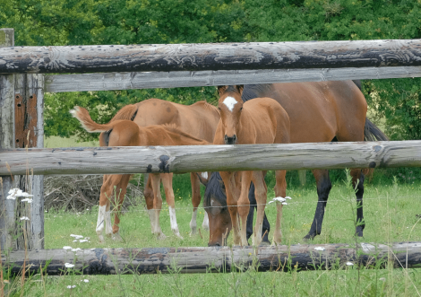 Senonnes, un siècle de cheval